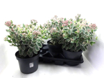 Sedum Kübel