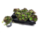 Sempervivum grünbraun