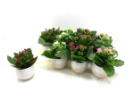 Mini  Kalanchoe in Übertopf weiß