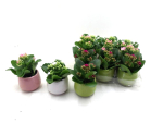 Mini  Kalanchoe in Übertopf bunt