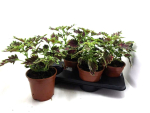 Coleus