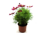 Cosmos Kübel rot