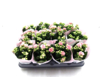 Mini Kalanchoe rosa