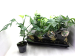 Monstera minima