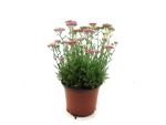 Achillea Kübel pink
