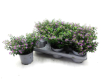 Cuphea hyssop. flieder