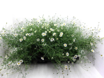 Erigeron karvinskianus