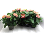 Zinnia rosa