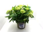 Hydrangea macr. Busch fliederblau