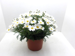 Chrysanthemum Kübel weiß