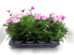 Cosmos bip. rosa