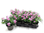 Catharantus  roseus pink