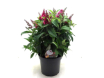 Buddleja "Candy" Kübel rot