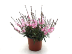 Gaura Kübel