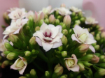Kalanchoe gefüllt zartrosa