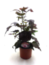 Hibiscus summerific Kübel