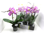 Phalaenopsis "Tablo" 2 Rispen pink-weiß