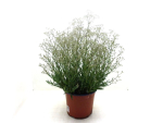 Gypsophila pan. Kübel kurz