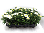 Leucanthemum "Western Star"