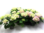 Hydrangea mac. midi rosa