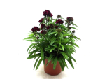 Dianthus barb. Kübel