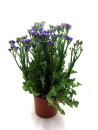 Limonium Kübel