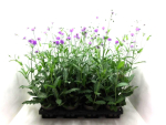 Verbena rigida