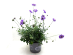 Scabiosa Kübel blau