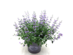 Nepeta fassenii Kübel