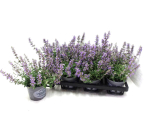 Nepeta fassenii
