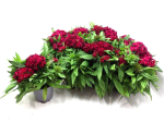 Dianthus barb. pink
