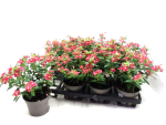 Catharanthus roseus rot