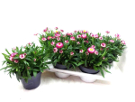 Bracteantha rosa