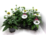 Echinacea purp. weiß