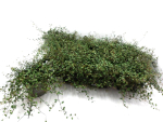 Mühlenbeckia complexa