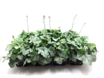 Heuchera grün