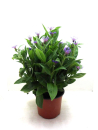 Centaurea Kübel