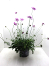 Scabiosa Kübel rosa