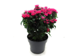 Monarda Kübel