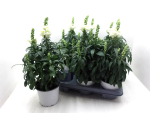 Antirrhinum  majus weiß