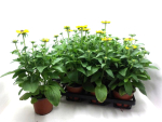 Rudbeckia hirta