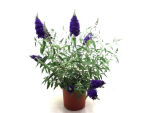 Buddleja "Buzz" Kübel blau