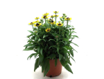 Rudbeckia Kübel kleinblumig