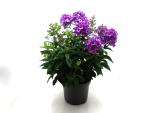 Phlox pan. Kübel