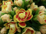 Kalanchoe gefüllt gelb-rot