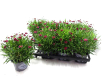 Coreopsis "Twinklebell" rot