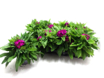 Dianthus barb. lila
