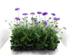 Scabiosa columb. blau