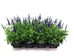 Veronica spicata blau