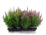 Lythrum